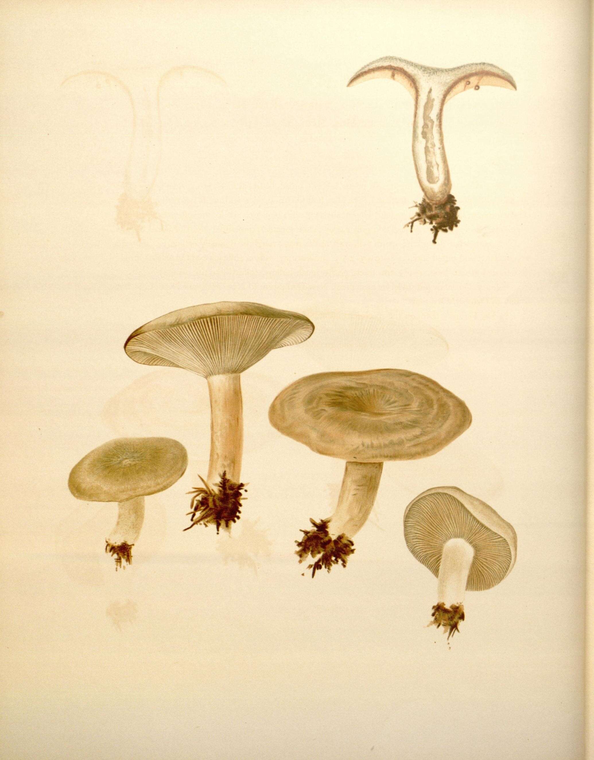 Image de Lactarius indigo (Schwein.) Fr. 1838