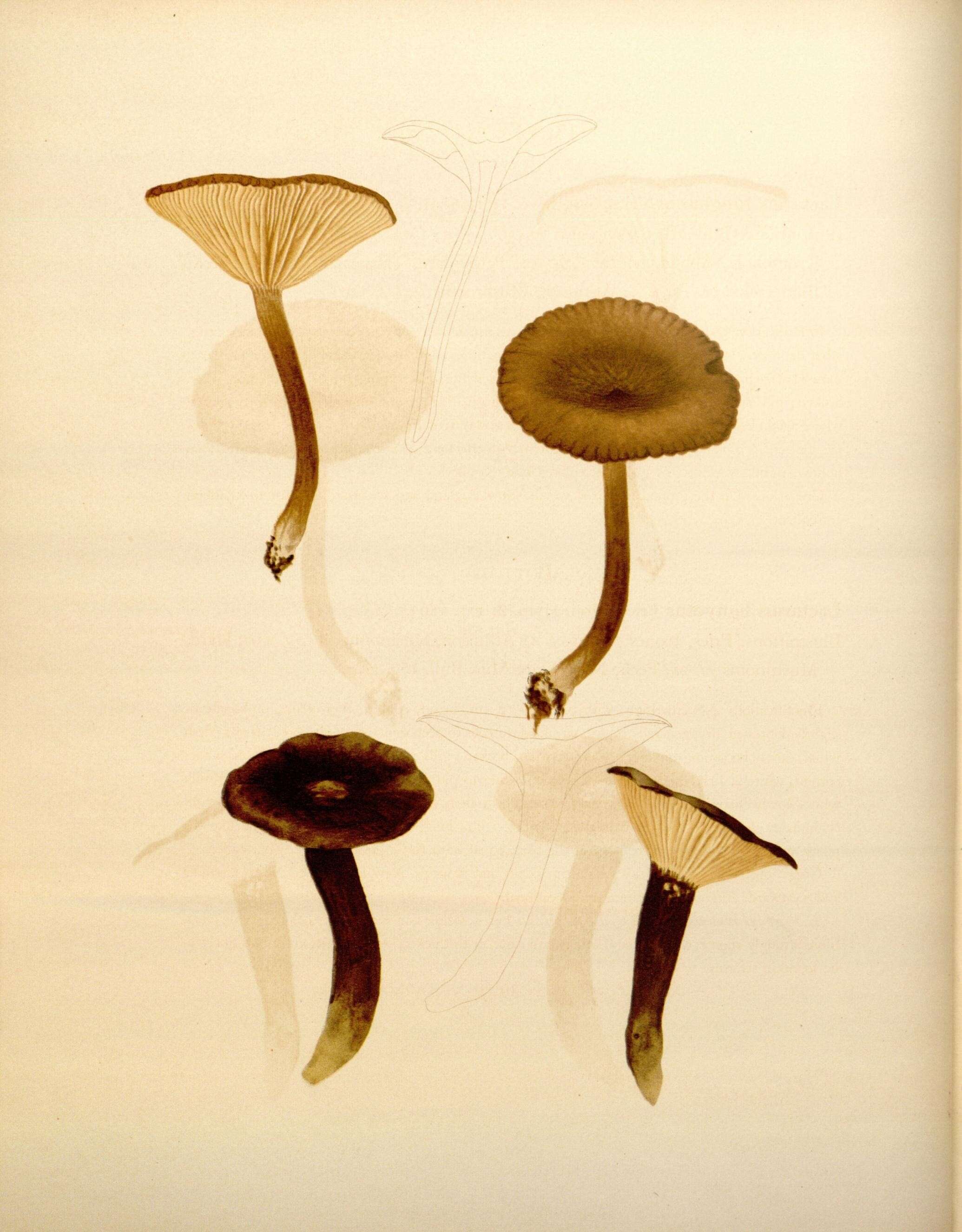 Image of Lactarius fuliginosus (Fr.) Fr. 1838