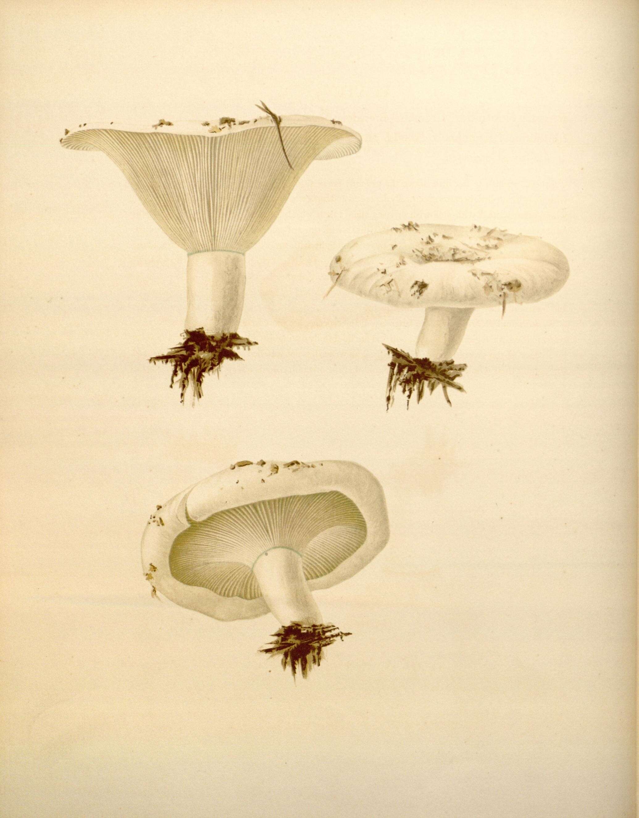 Image de Russula chloroides (Krombh.) Bres. 1900