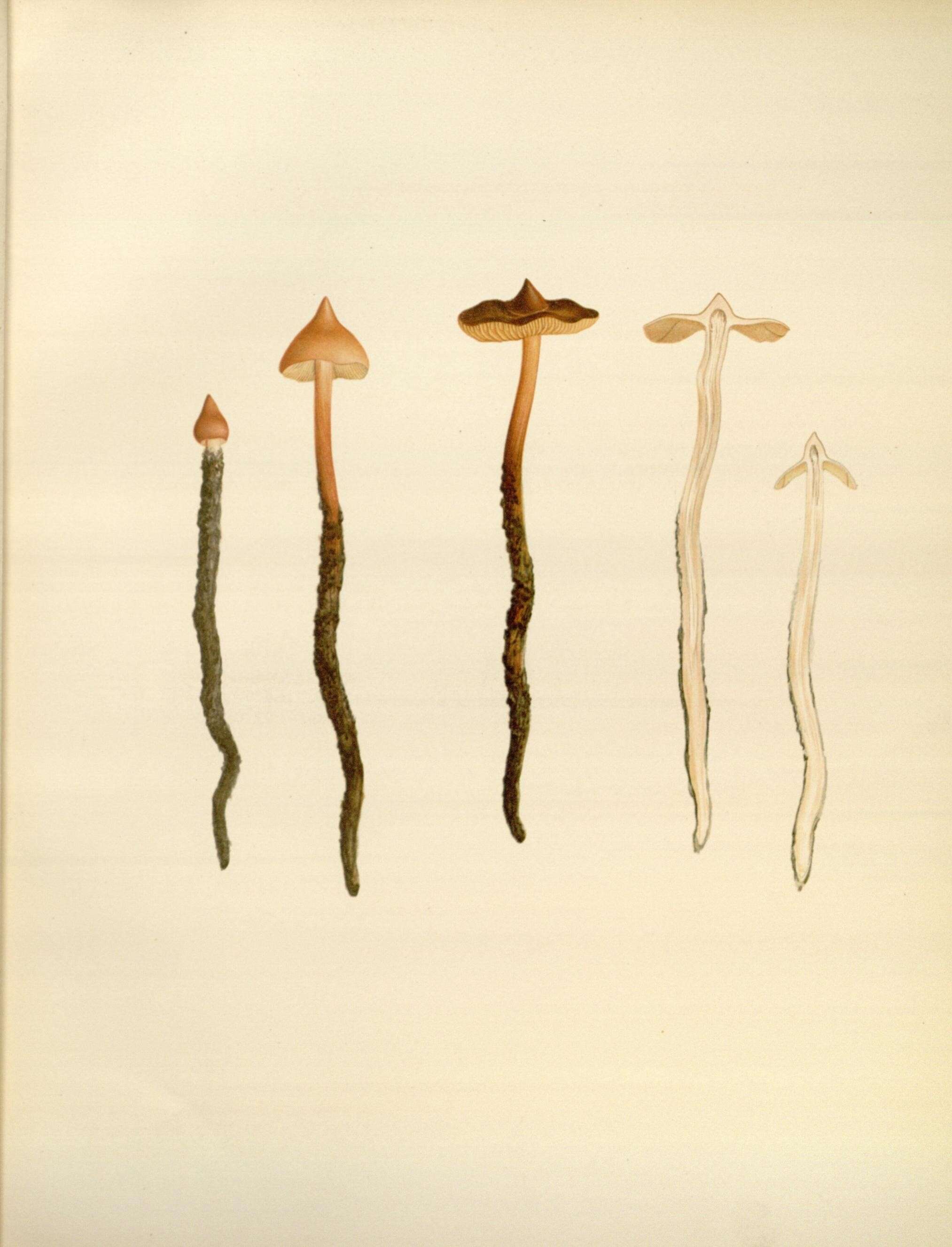 Image of Phaeocollybia christinae (Fr.) R. Heim 1931