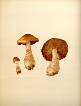 Image of Cortinarius armillatus (Fr.) Fr. 1838