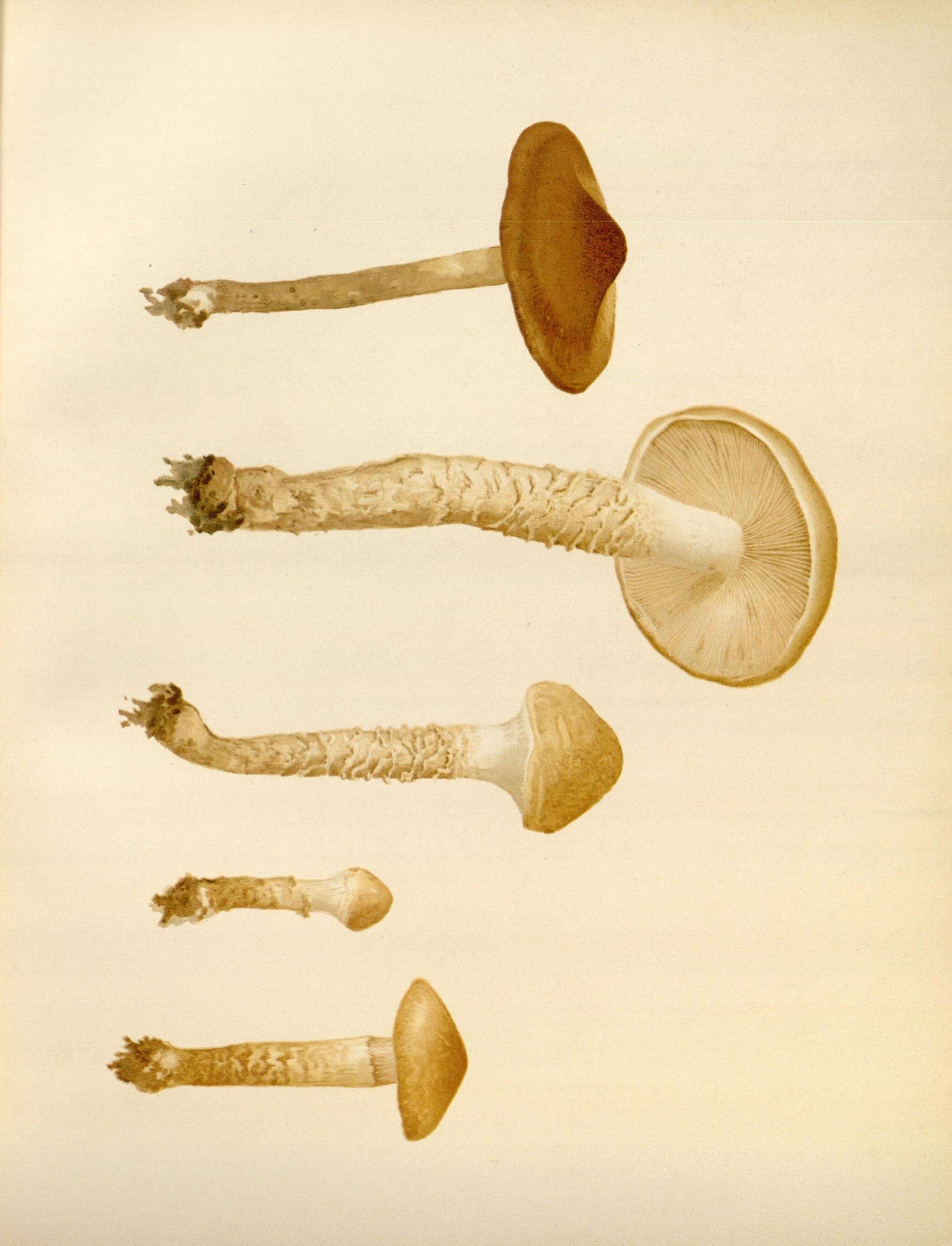 Image of Cortinarius mucifluus Fr. 1838