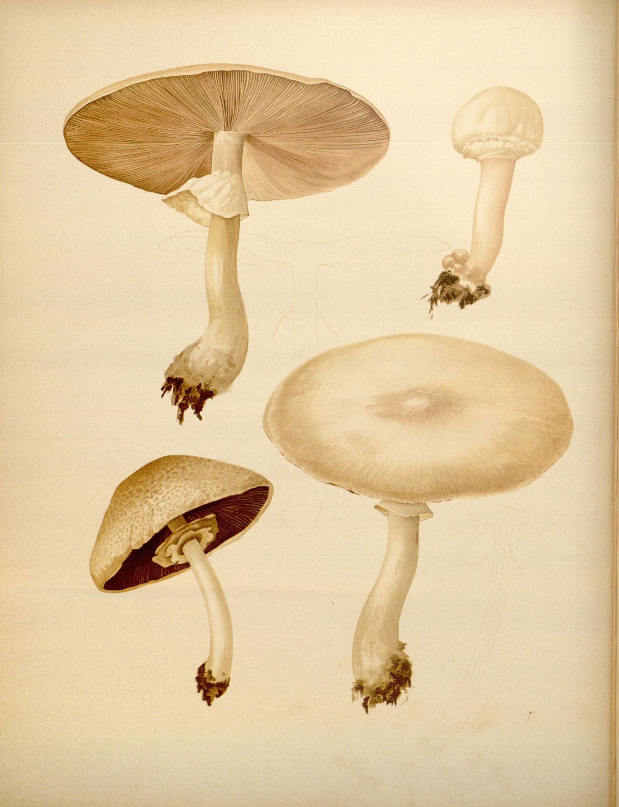 Image of Agaricus abruptibulbus Peck 1905