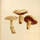 Image of Agaricus brunnescens Peck 1900