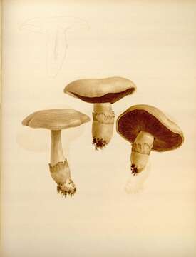 Image of Agaricus brunnescens Peck 1900