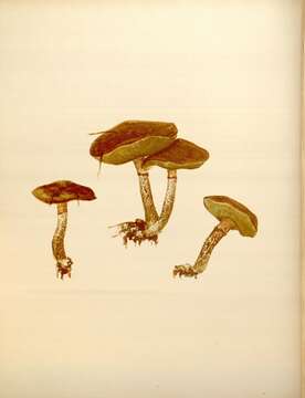 Image of Suillus subluteus (Peck) Snell 1944