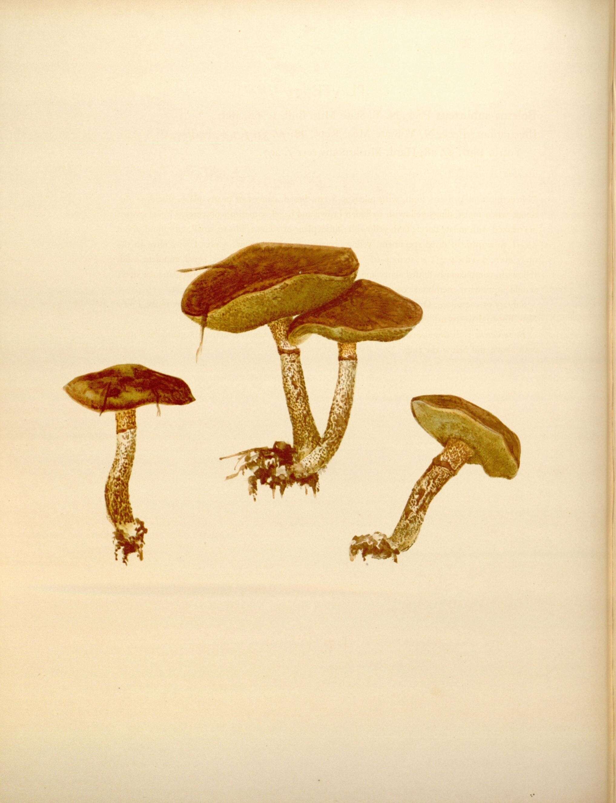 Image de Suillus subluteus (Peck) Snell 1944