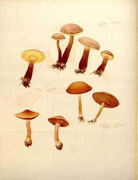 Image of Aureoboletus auriporus (Peck) Pouzar 1957