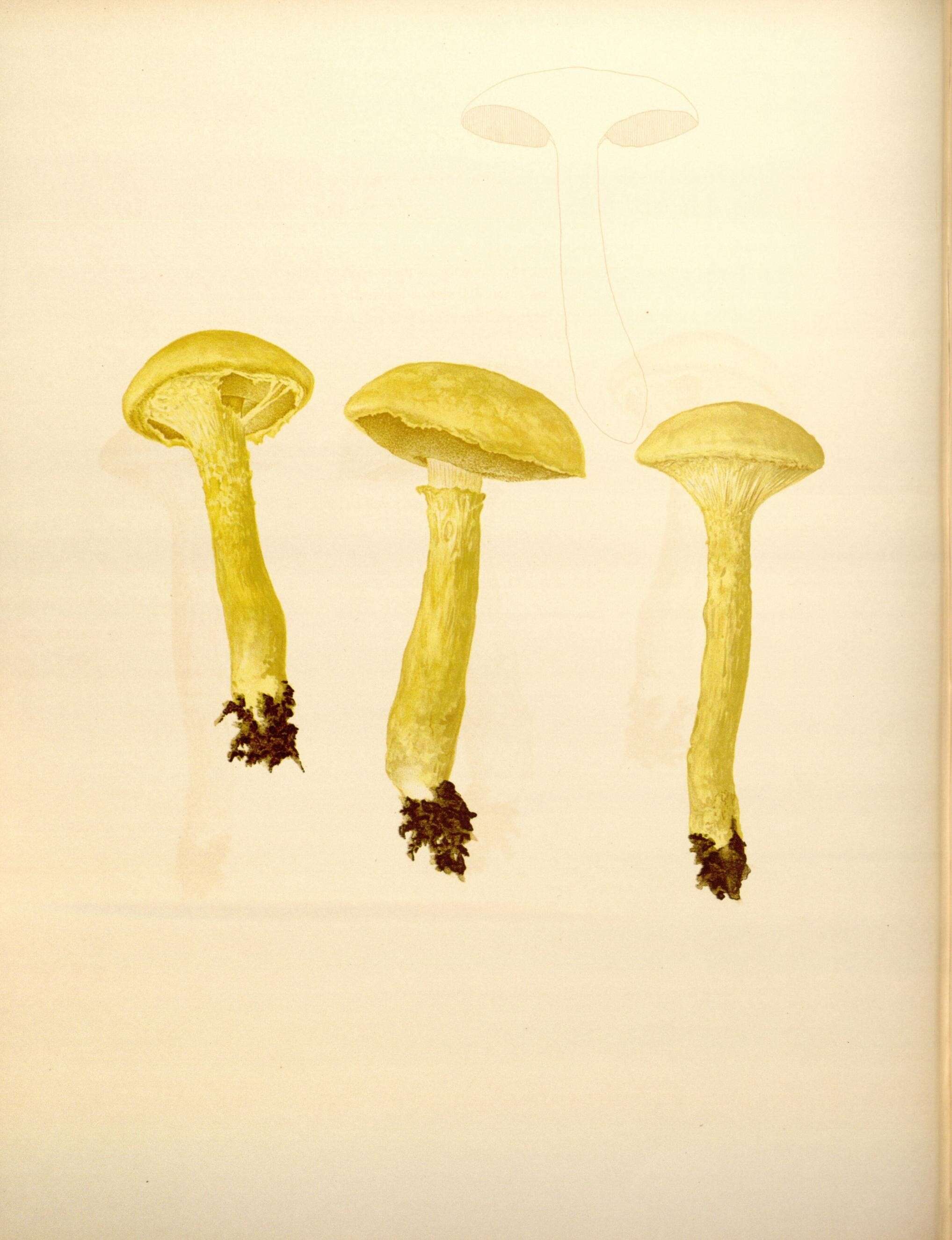 Image of Pulveroboletus ravenelii (Berk. & M. A. Curtis) Murrill 1909