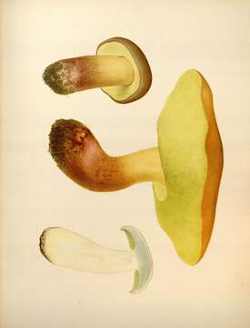 Sivun Boletus speciosus Frost 1874 kuva