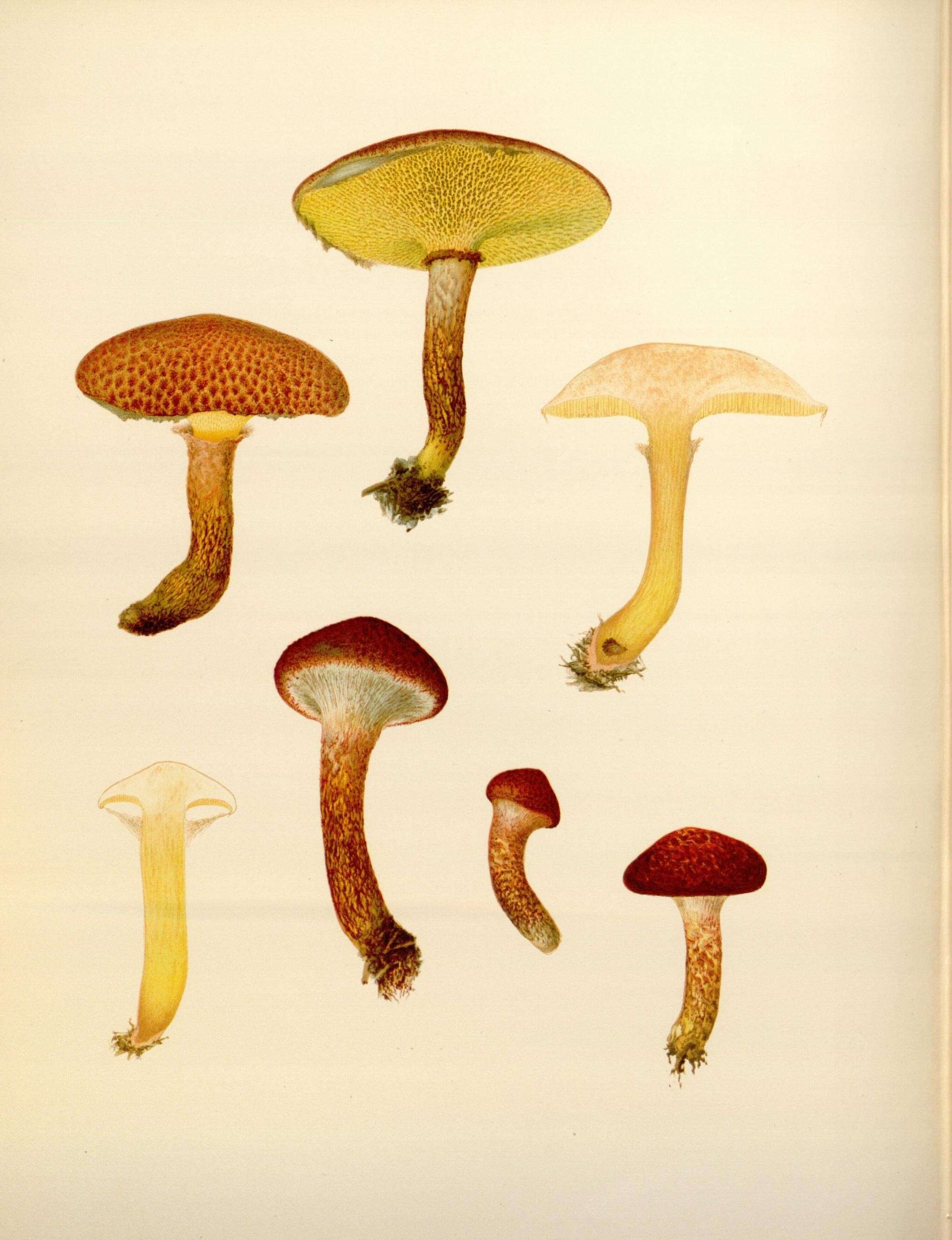 Image de Suillus spraguei (Berk. & M. A. Curtis) Kuntze 1898