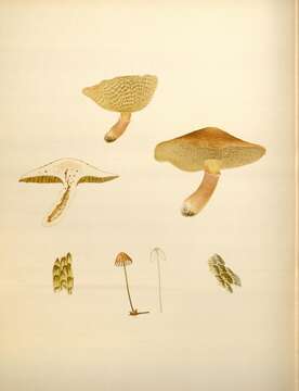 Image of Suillus cavipes (Klotzsch) A. H. Sm. & Thiers 1964