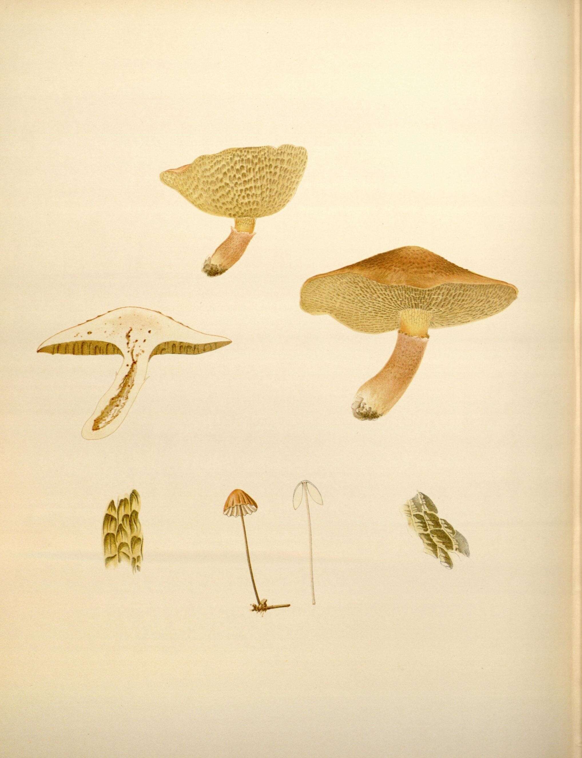 Image de Suillus cavipes (Klotzsch) A. H. Sm. & Thiers 1964