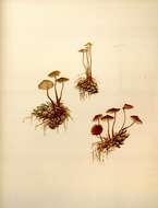Image of Auriscalpiaceae