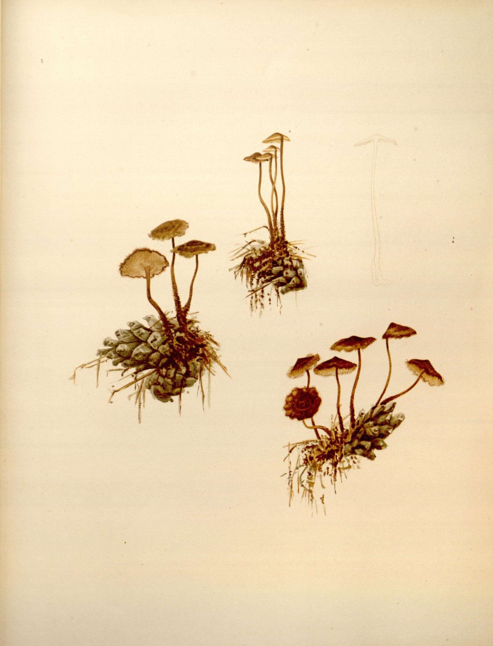 Image of Auriscalpium