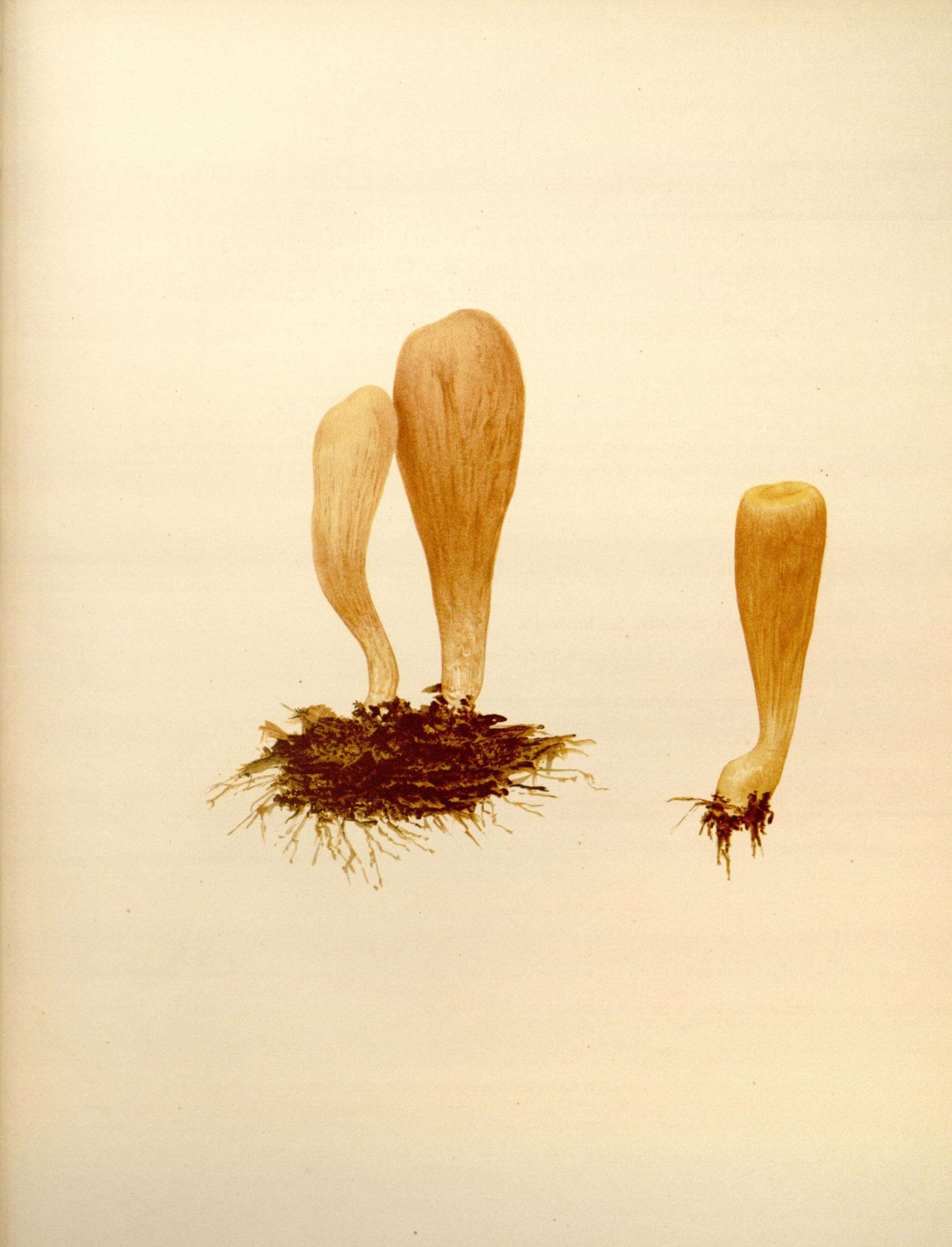 Image of Clavariadelphus pistillaris (L.) Donk 1933