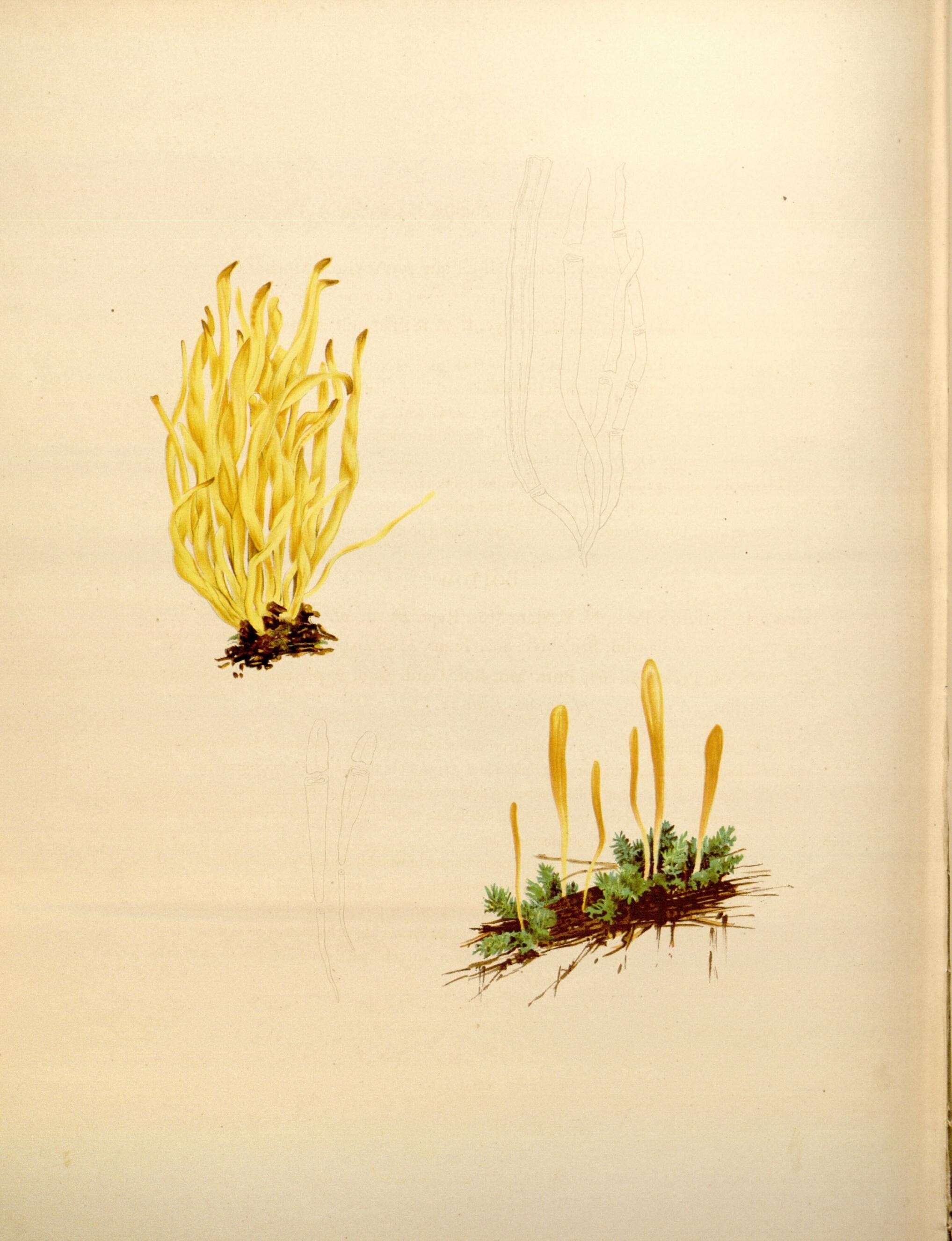 Image de Clavulinopsis fusiformis (Sowerby) Corner 1950