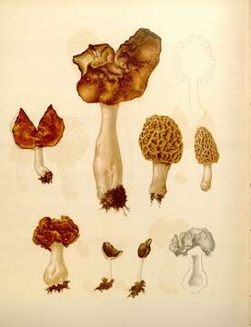 Image of Hooded false morel