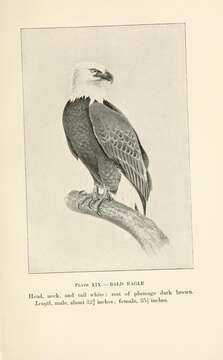 Image of Bald Eagle