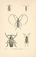 Image of long-horned beetles