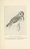 Image of Short-eared Owl