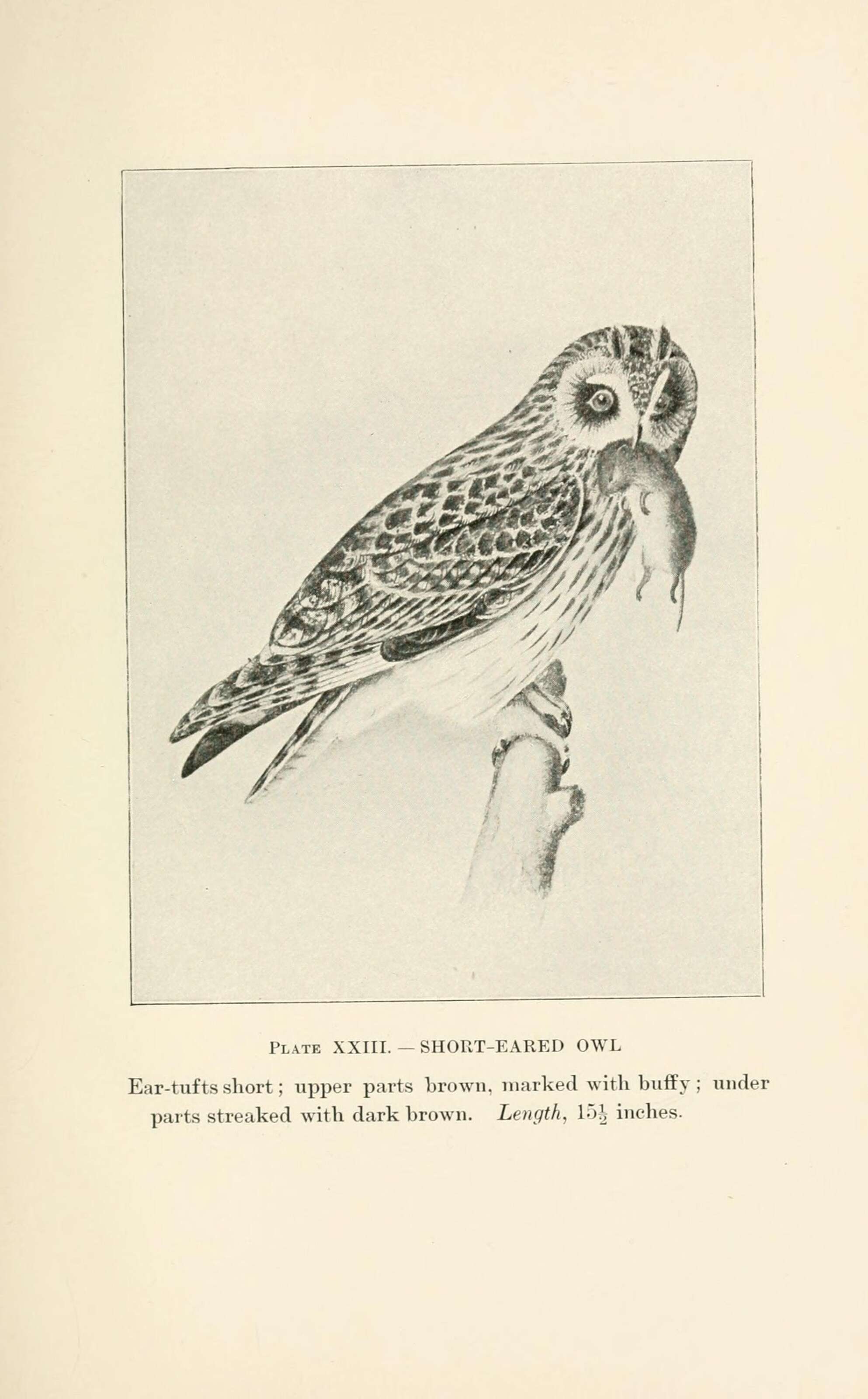 Image of Short-eared Owl