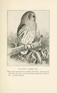 Image of Barred Owl