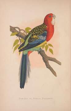 Image of Eastern Rosella