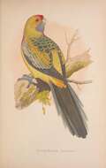 Image of Platycercus elegans flaveolus Gould 1837