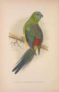 صورة Psephotus Gould 1845