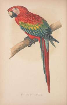 Image of Scarlet Macaw