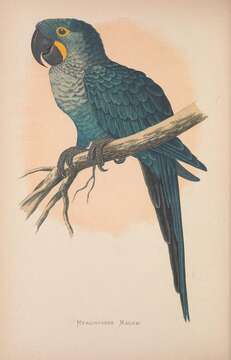 Image of Hyacinth Macaw