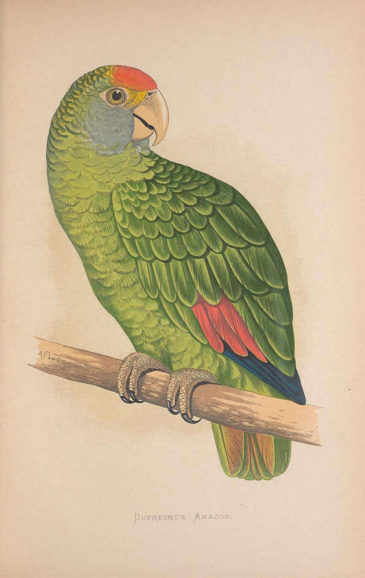 Image of Blue-cheeked Amazon