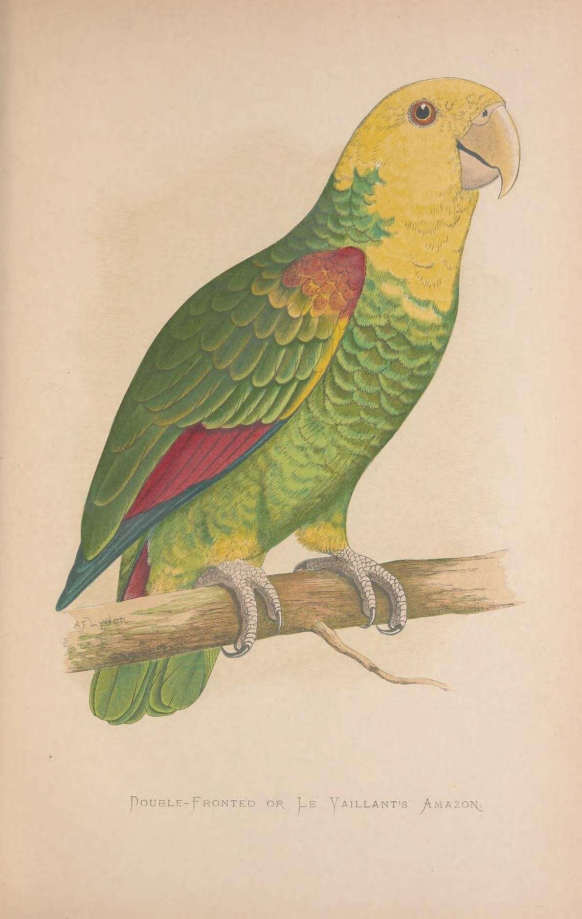 Image of Yellow-headed Parrot, Yellow-headed Amazon