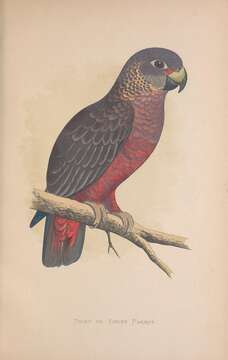 Image of Dusky Parrot