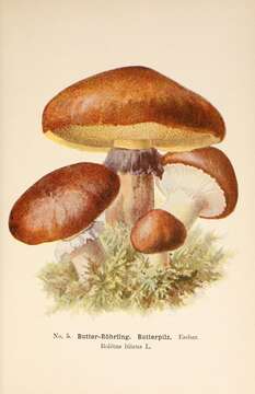 Слика од Suillus luteus (L.) Roussel 1796