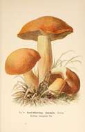 Imagem de Suillus variegatus (Sw.) Richon & Roze 1888