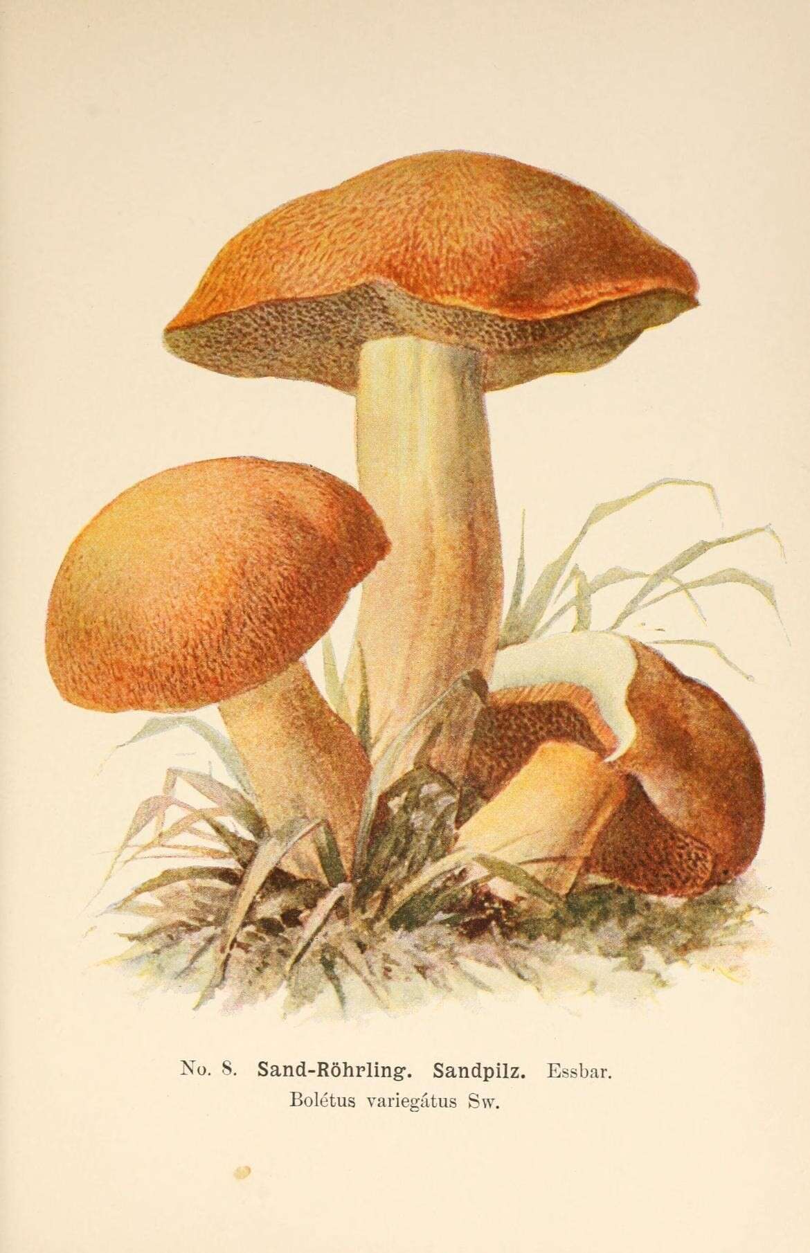 Image de Suillus variegatus (Sw.) Richon & Roze 1888