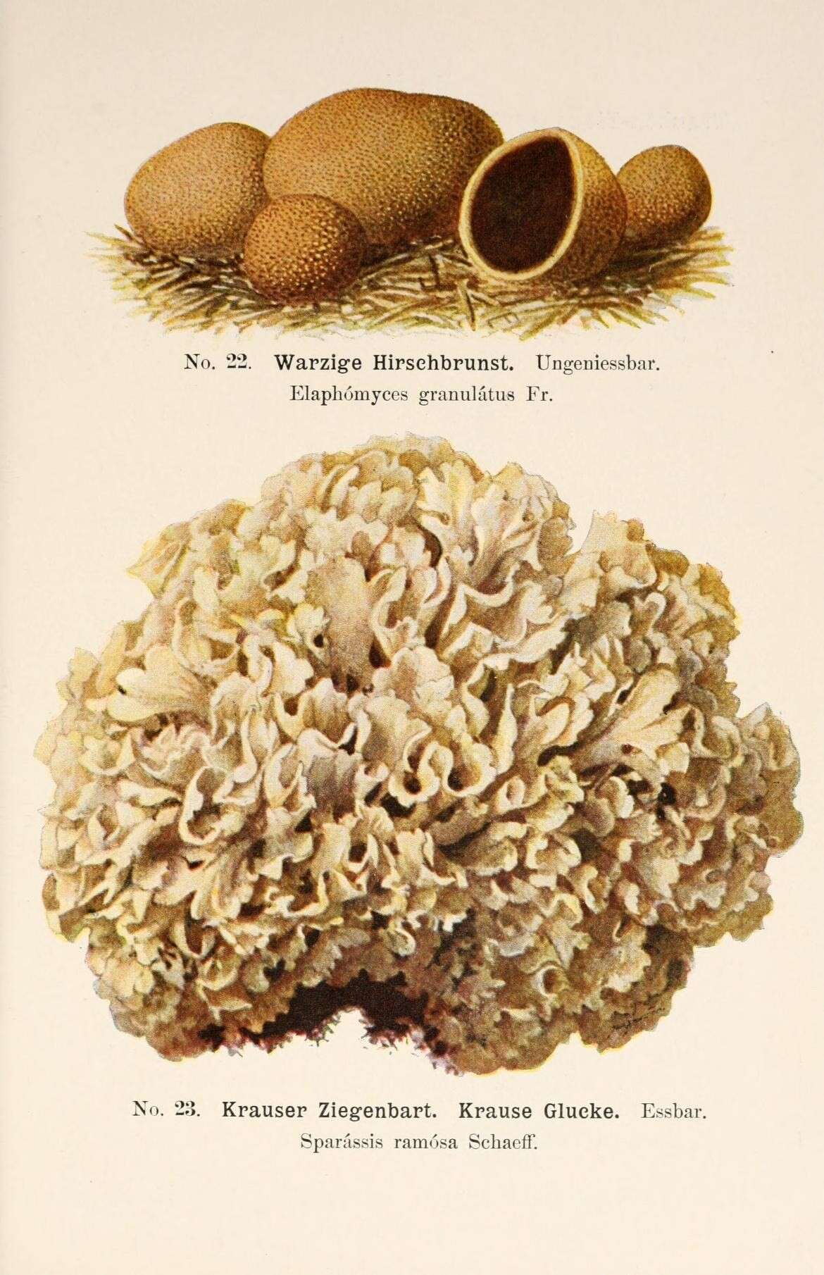 Image of Elaphomyces granulatus Fr. 1829