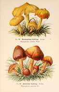 Image of Hygrocybe ceracea (Sowerby) P. Kumm. 1871