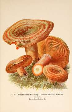 Image of Red Pine Mushroom