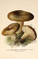 Image de Lactarius turpis (Weinm.) Fr. 1838