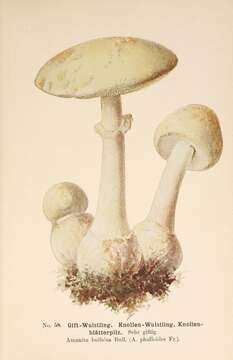 Image of Death cap