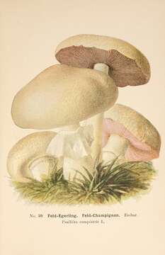 Image of Field Mushroom