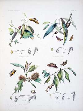 Image of Doratifera quadriguttata Walker 1855