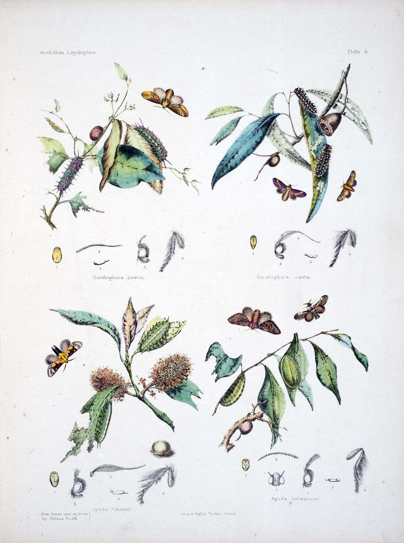 Image de Doratifera quadriguttata Walker 1855