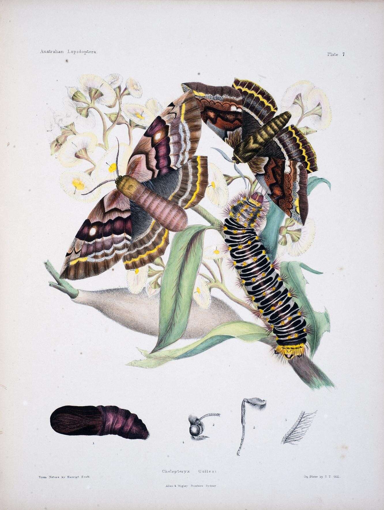 Image of Chelepteryx collesi Gray (1835)