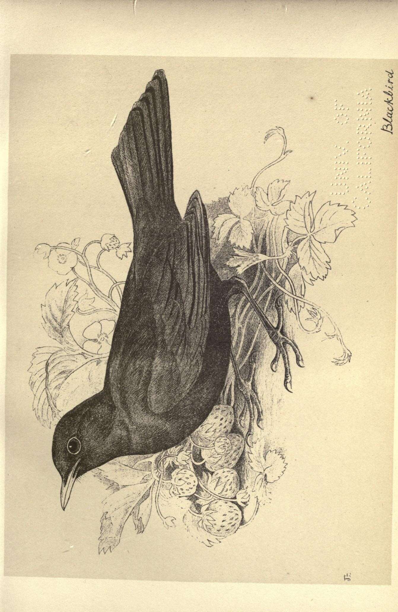 Image of Blackbird