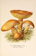 Image of Suillus flavus (Quél.) Singer 1945