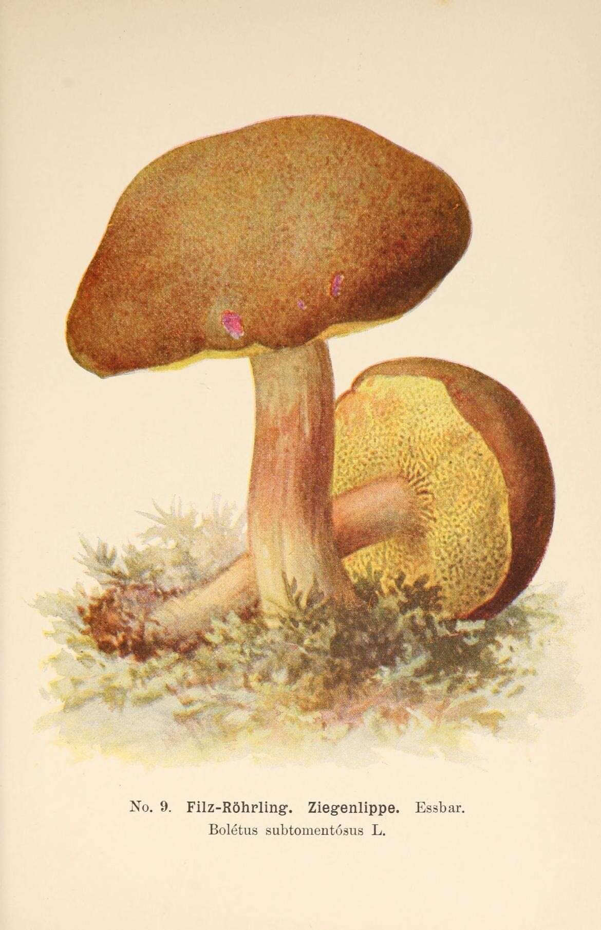 Image of Boletus subtomentosus L. 1753